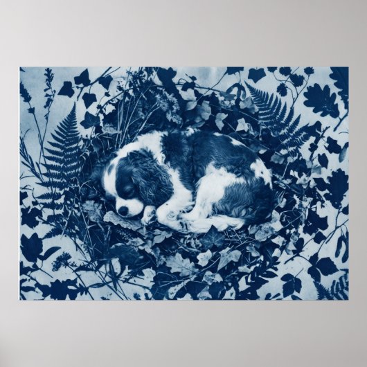 Poster Cavalier King Charles Spaniel Cyanotype Botanique (Devant)
