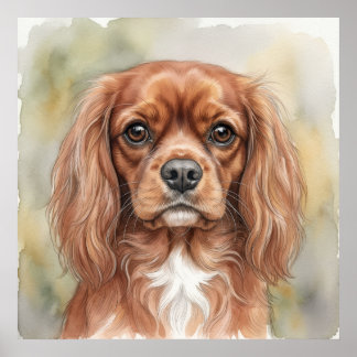 Poster Cavalier King Charles Spaniel de près Aquarelle