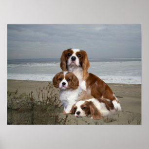 Poster Cavalier King Charles Spaniel Print