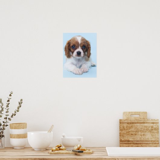 Poster Cavalier King Charles Spaniel Puppy (Cuisine)