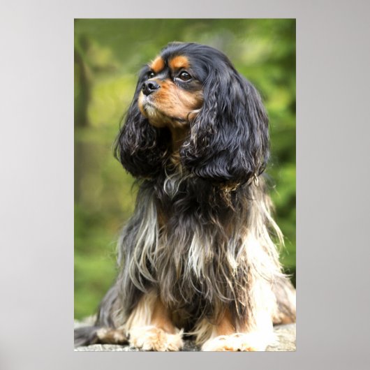 Poster Cavalier King Charles Spaniel Royal noir et feu (Devant)