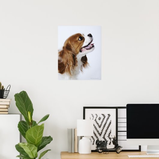 Poster Cavalier King Charles Spaniel, vue latérale (Bureau à domicile)