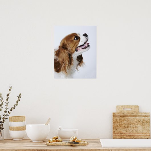 Poster Cavalier King Charles Spaniel, vue latérale (Cuisine)