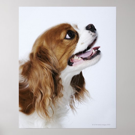 Poster Cavalier King Charles Spaniel, vue latérale (Devant)