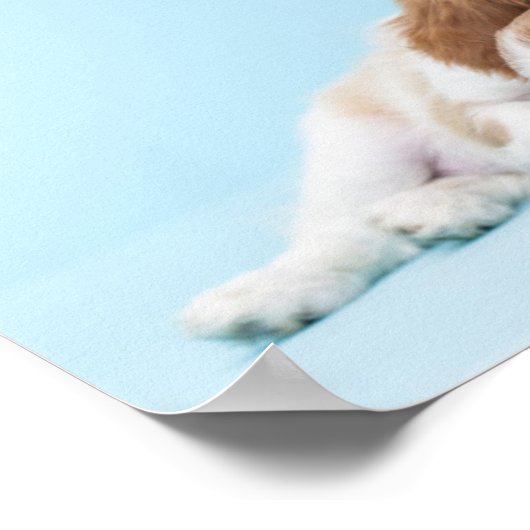 Poster Cavalier Le Roi Charles Les Espagnols Dormir (Coin)