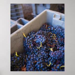 Poster Cave Bodega Marques de Riscal, raisins
