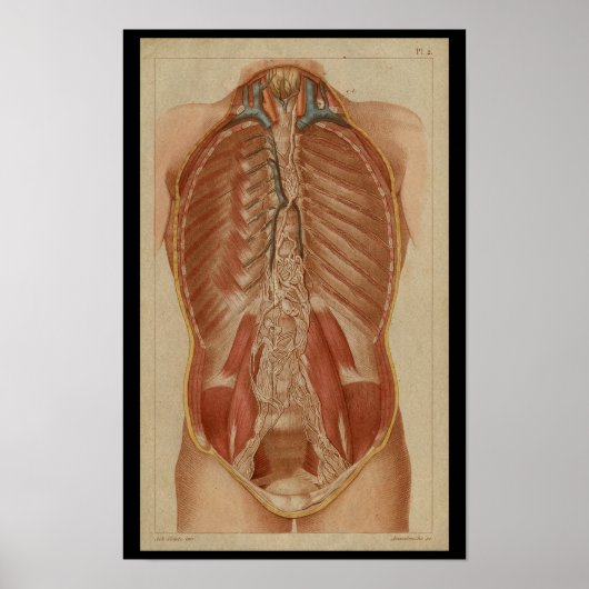 Poster Cavité thoracique Anatomie humaine Vintage Imprime (Devant)