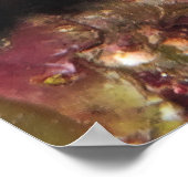 Poster Caye Calker Graysby (Coin)