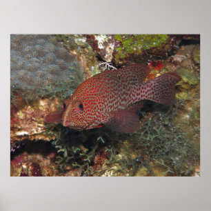 Poster Caye Calker Graysby