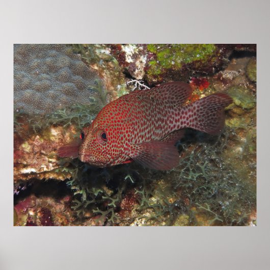 Poster Caye Calker Graysby (Devant)