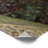 Poster Caye Caulker Lionfish (Coin)