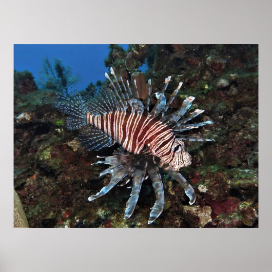 Poster Caye Caulker Lionfish (Devant)