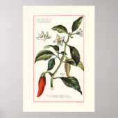 POSTER CAYENNE - ILLUSTRATION BOTANIQUE RÉTRO (Devant)