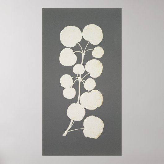 Poster Cayenne Pepper (Devant)