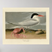 Poster Cayenne (Royal) Tern - Audubon's Birds of America (Devant)