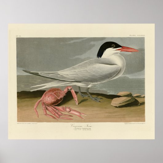 Poster Cayenne (Royal) Tern - Audubon's Birds of America (Devant)
