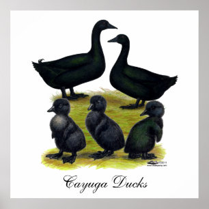 Poster Cayuga Duck Family