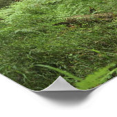 Poster Ce remarquable arbre pousse dans le Dandenong (Coin)