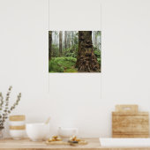 Poster Ce remarquable arbre pousse dans le Dandenong (Cuisine)