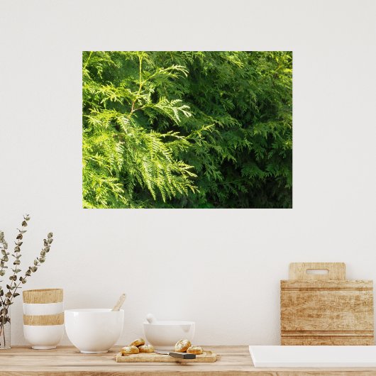 Poster Cèdre (Cuisine)