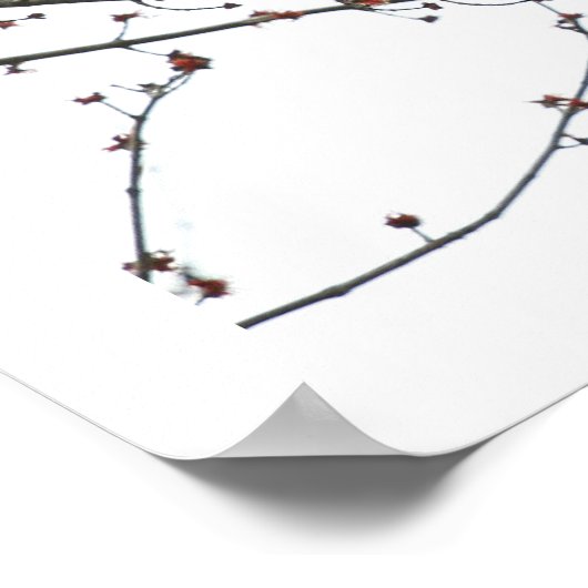 Poster Cèdre (Coin)