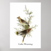 Poster Cèdre à cire, John Audubon (Devant)