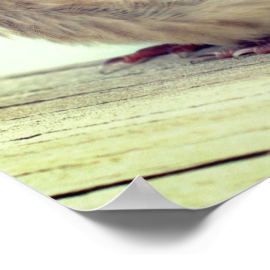 Poster Cèdre bébé naissant Céleste cire Oiseau (Coin)