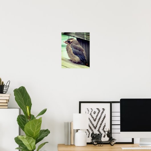 Poster Cèdre bébé naissant Céleste cire Oiseau (Bureau à domicile)