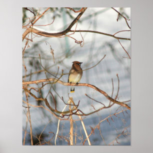 Poster Cèdre Célestes En Animaux D'Hiver