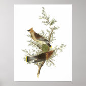 Poster Cèdre ciré par Audubon (Devant)