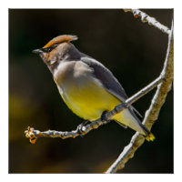 Cèdre cire Songbird Photo originale Oiseau sauvage