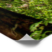 Poster Cèdres rouges de l'Ouest (Coin)