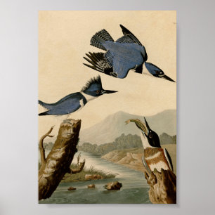 Poster Ceinture d'Audubon Martin-Pêcheur Oiseaux Nature V