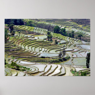 Poster Célèbres rizières en terrasses de Yuanyang - Yunna