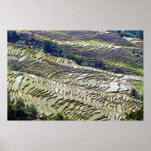 Poster Célèbres rizières en terrasses de Yuanyang - Yunna