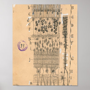Poster Cell Drawing Eye Retina Santiago Ramon Y Cajal