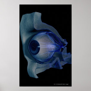 Poster Cellule filaire 3d des muscles oculaires dans une 