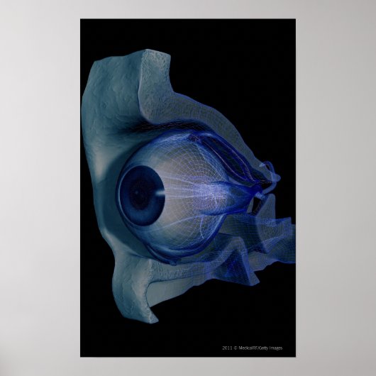 Poster Cellule filaire 3d des muscles oculaires dans une (Devant)