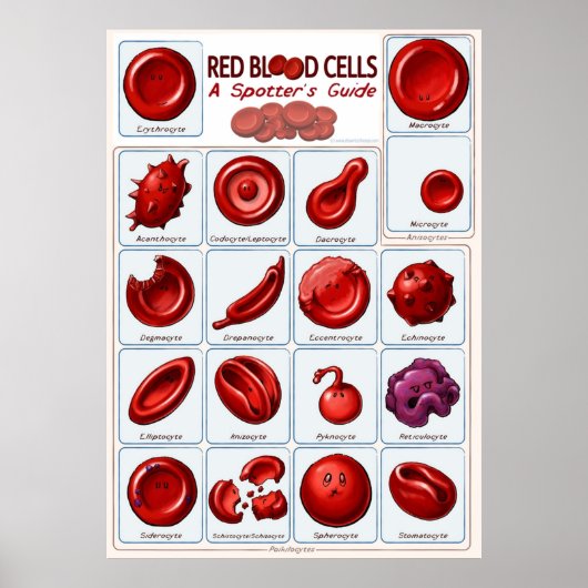 Poster Cellules rouges (Devant)