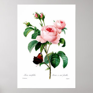 Poster Centiflora de Rosa
