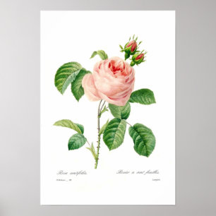 Poster Centifolia de Rosa