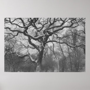 Poster Central Park, NYC