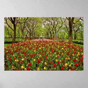 Poster Central Park NYC de tulipes