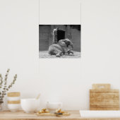 Poster Central Park Zoo Elephant, 1922. Photo vintage (Cuisine)