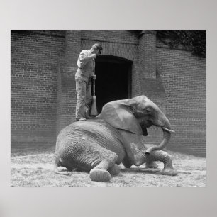 Poster Central Park Zoo Elephant, 1922. Photo vintage