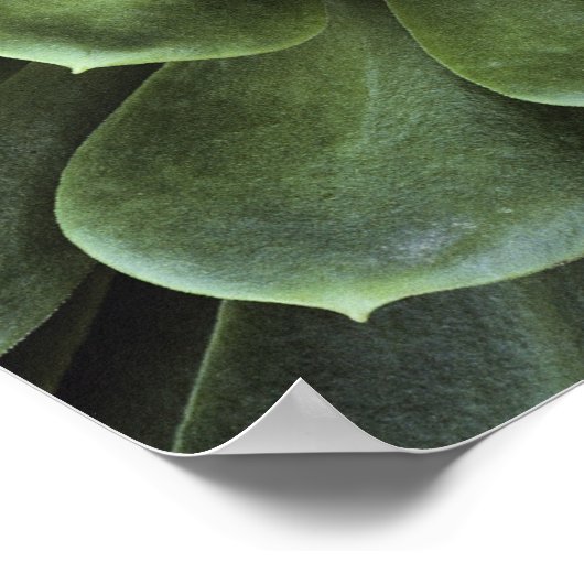 Poster Centre de Cactus (Coin)