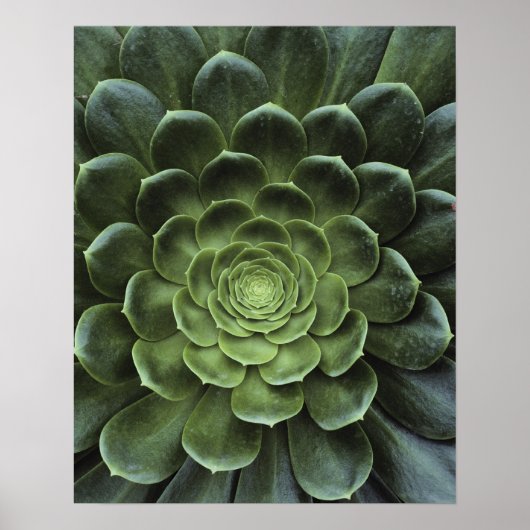 Poster Centre de Cactus (Devant)