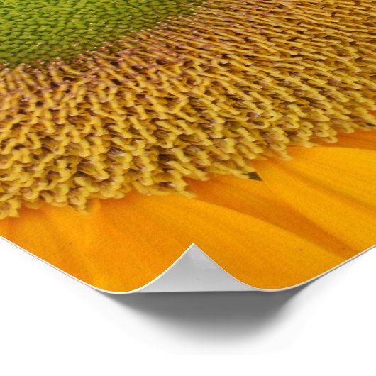 Poster Centre De Tournesol Et Pétales Près (Coin)