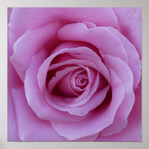 Poster Centre rose