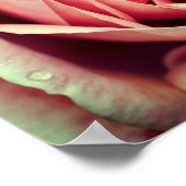 Poster Centre Rosebud Rose près (Coin)